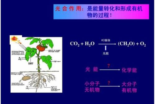 光合作用是一個(gè)光生物化學(xué)反應(yīng) 光對 有機(jī)物 的影響極大