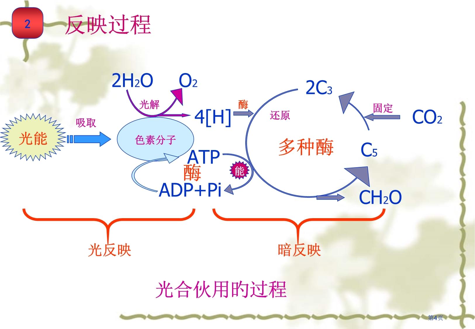 光合作用和呼吸作用復(fù)習(xí)
