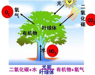 二氧化碳合成淀粉 科學(xué)突破與諾貝爾獎前景