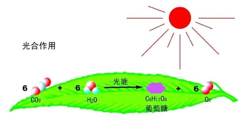 據(jù)說(shuō)最美寢室里，都少不了它——光合作用