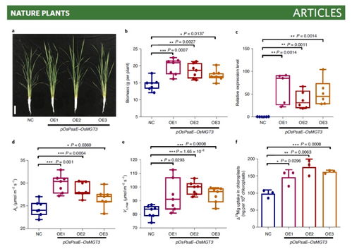 Li 6800應(yīng)用案例 葉綠體中鎂的晝夜波動(dòng)調(diào)控水稻光合作用