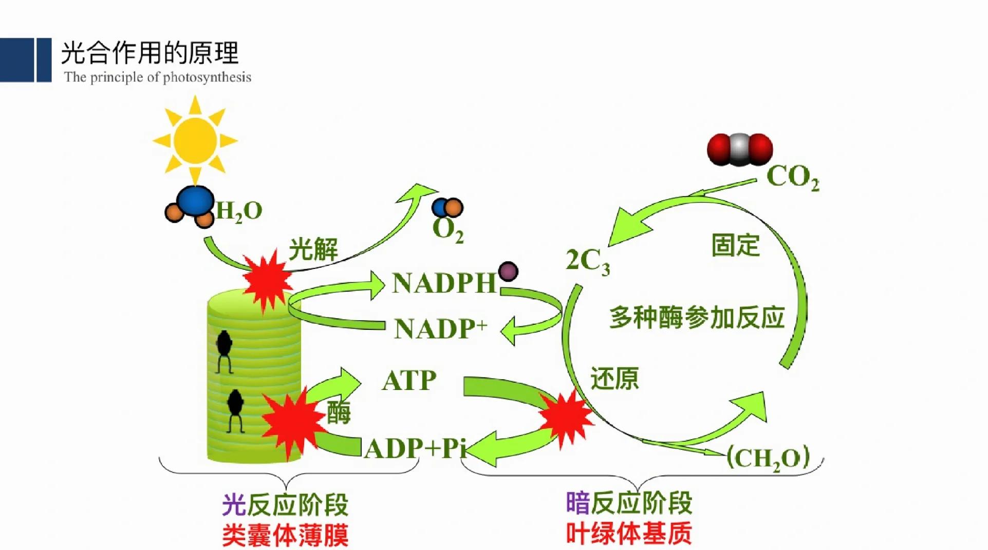 高中生物光合作用知識(shí)全解析